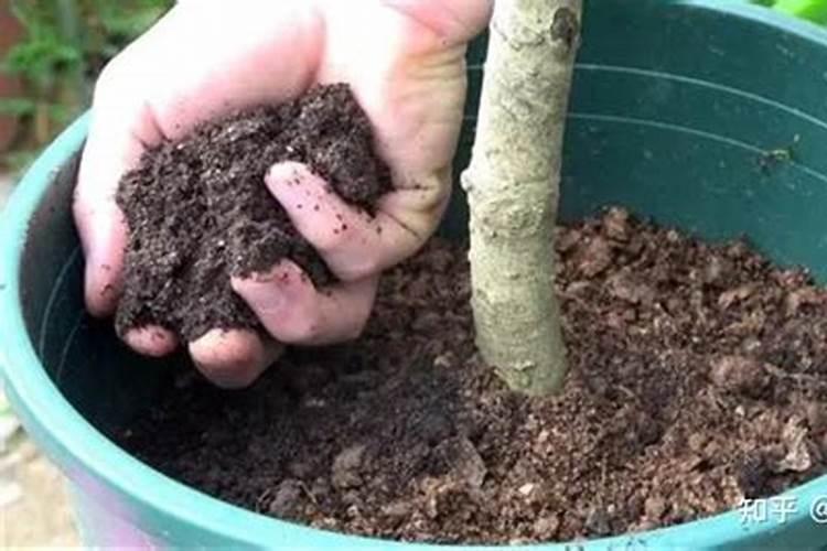 花卉开花需要什么肥料