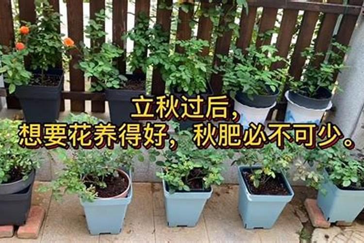 飘香藤施什么肥花开的旺盛,这一点一定要注意