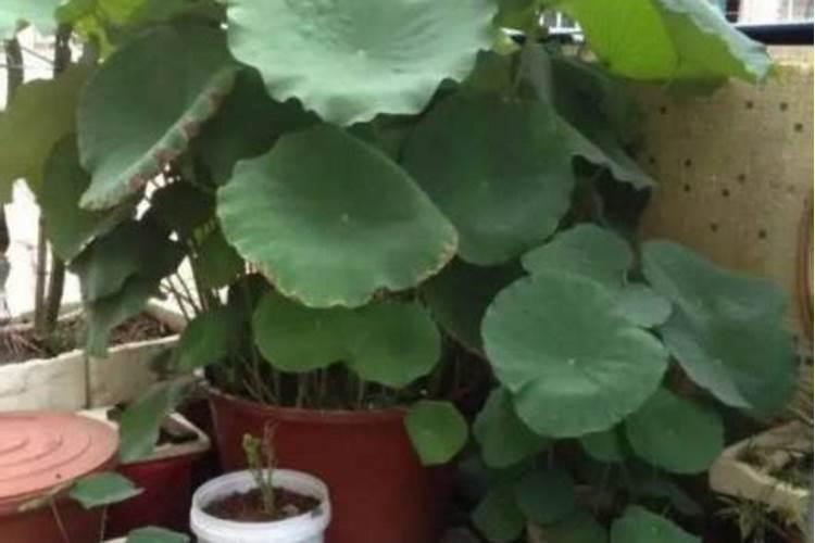 莲藕用什么肥料产量高 如何合理施肥