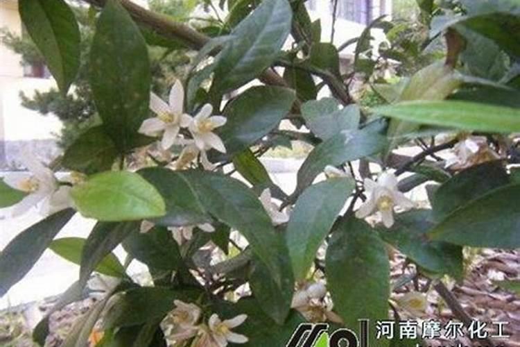 盆栽桔子树如何施肥