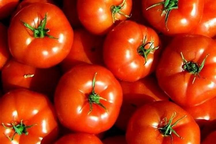 会长藤蔓的植物有哪些