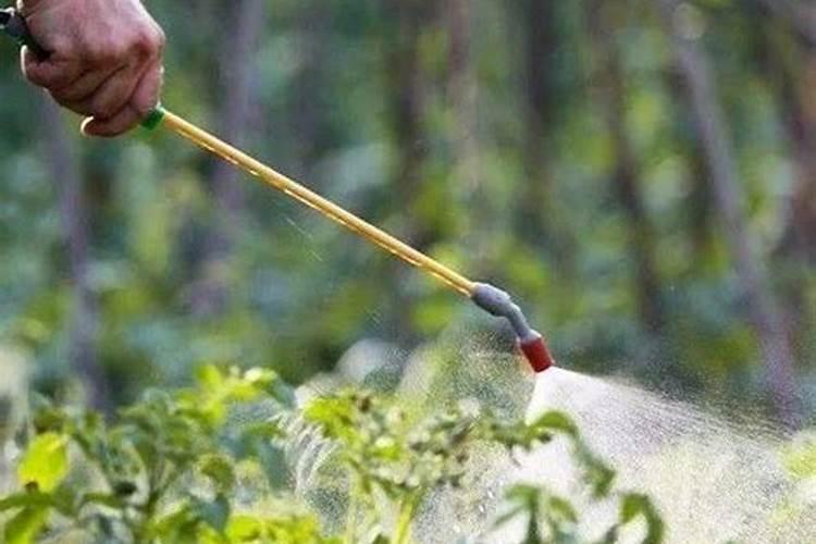 阳台种什么藤蔓植物好 种植注意事项有哪些