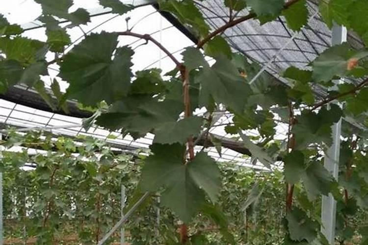 庭院滕蔓植物哪些适合种植？有网友晓得吗？