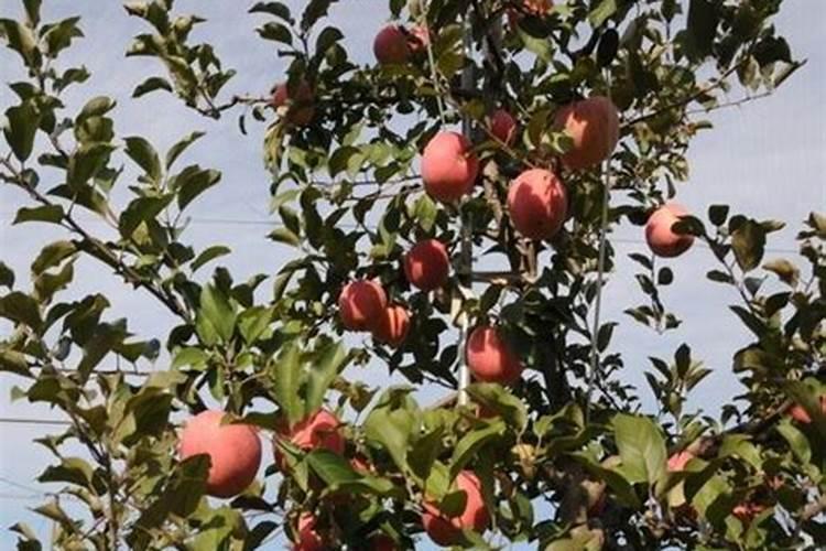 复合肥和大量元素水溶肥的区别