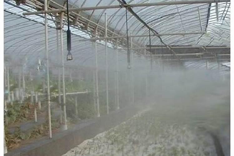 夏天野钓大鲤鱼用什么饵料或者玉米怎么发酵