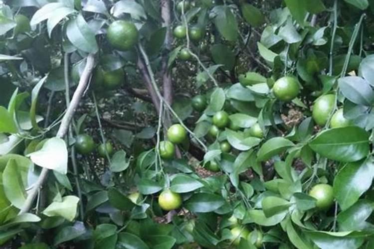 种植沙糖桔南丰蜜桔马水桔和金桔用什么叶面肥好？