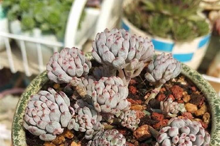 水稻旱育秧如何进行施肥