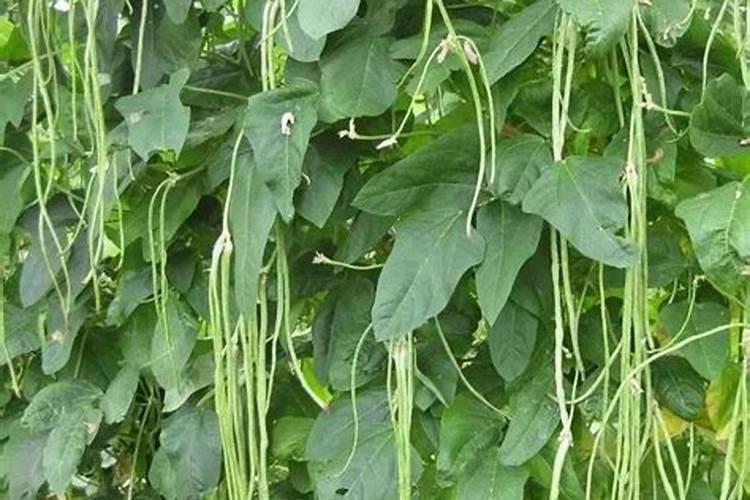 豆角用什么肥料效果好(种植豆角结果期需要什么叶面肥)