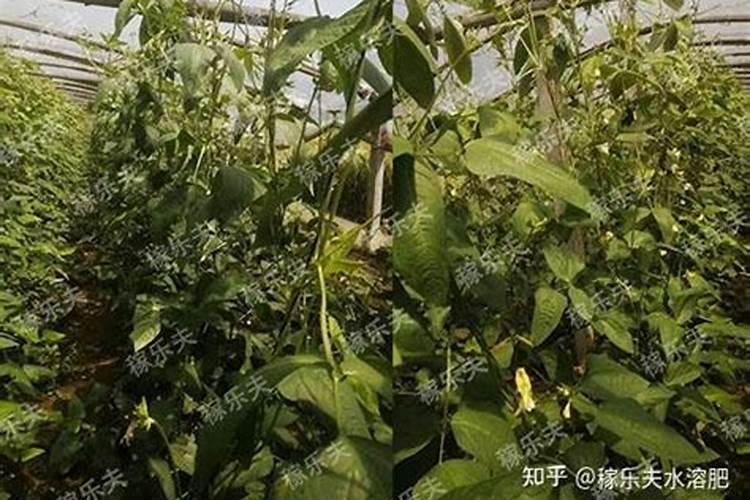 种植豇豆在花期,对水肥的要求都有哪些？