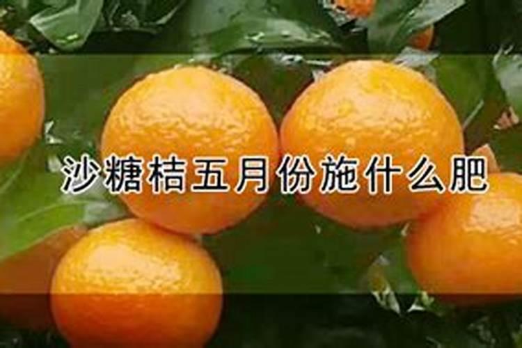沙糖桔叶面肥应该用什么品牌好