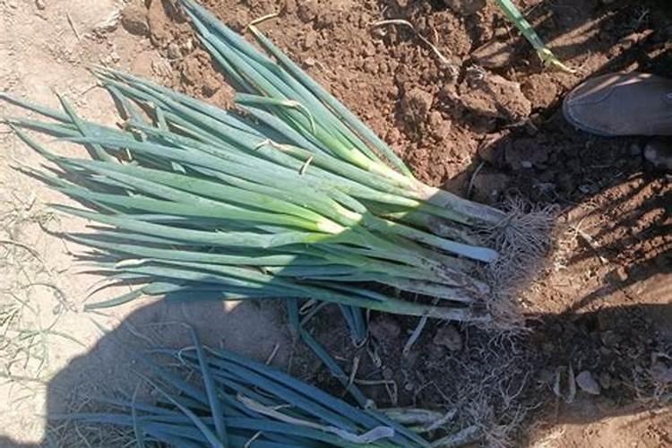 很多人都会给大葱施钾肥,钾肥对大葱生长起到什么作用呢？