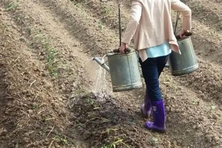 茉莉花开花后如何进行施肥