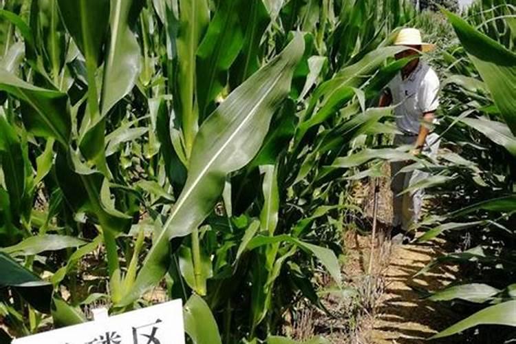 柠檬树用什么肥料好