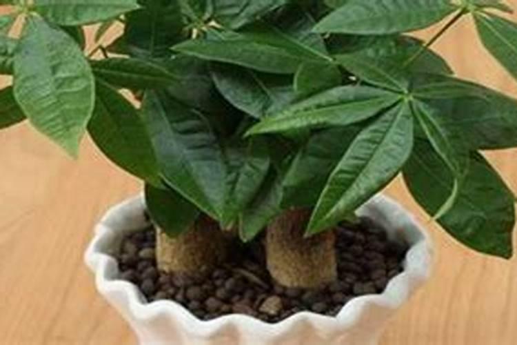 发财树用什么氮肥吗