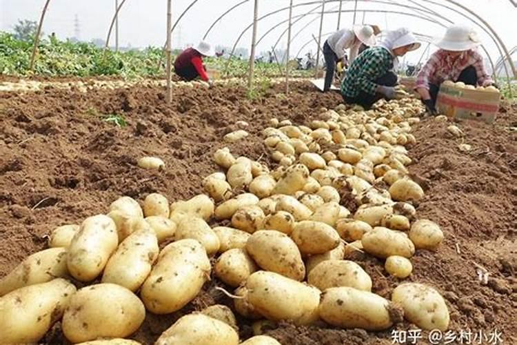磷酸二氢钾在小麦种植上什么时候使用最科学？
