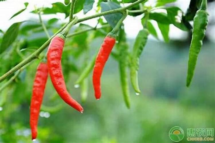 施倍多叶面肥可以喷辣椒吗？