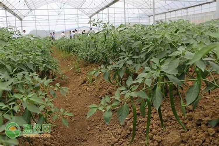 辣椒苗栽完用什么肥或者药长的快？有推荐的吗？