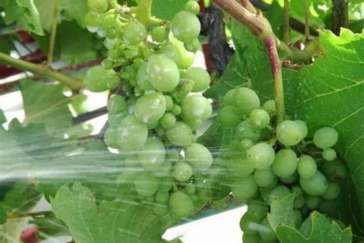 葡萄膨果期用什么肥料好