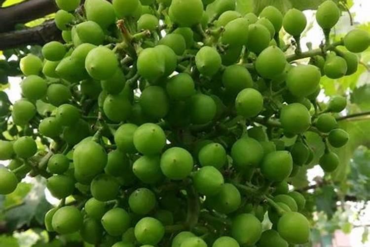 葡萄膨大期用什么肥料
