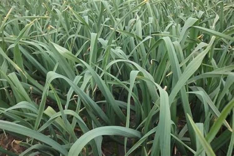 小麦受药害几天能缓解