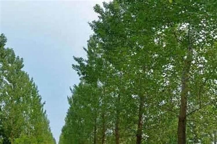怎么给杨树施肥 杨树施肥时间及方法