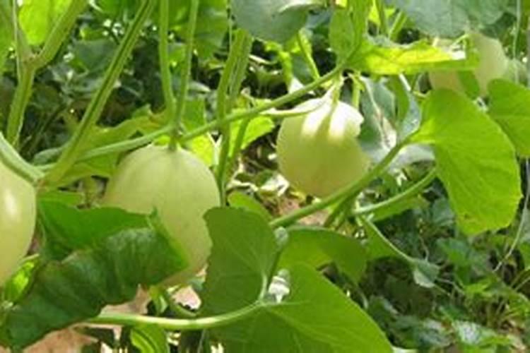 甜瓜增加甜度用什么方法？甜瓜叶面肥用什么？