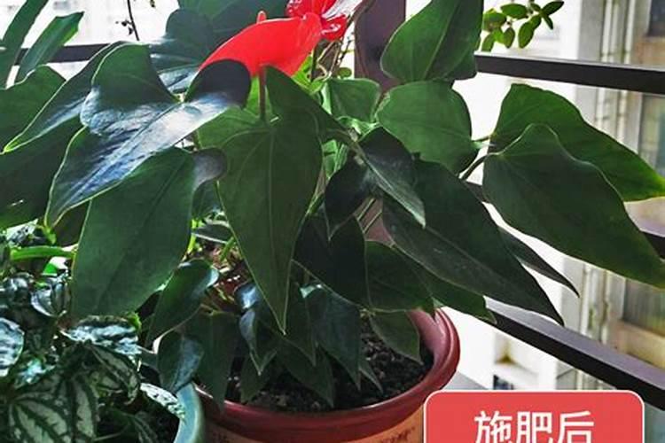 不含钾和磷的水果和蔬菜