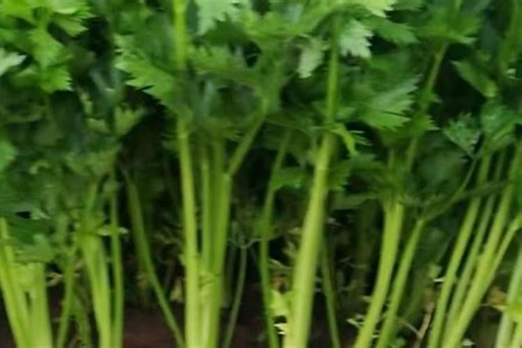 不含钾的水果和蔬菜有哪些