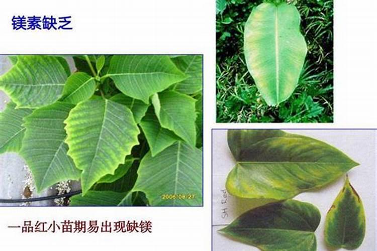 洋芋刚出土要打什么药