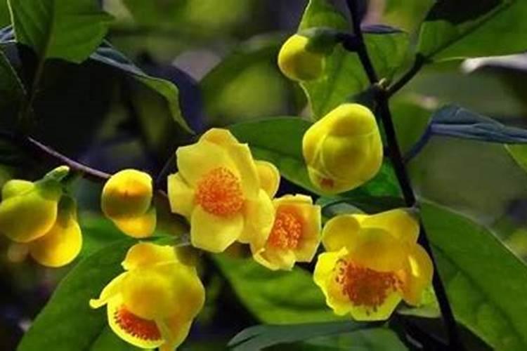 不含钾和磷的水果和蔬菜