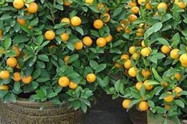 金钱桔栽种方法