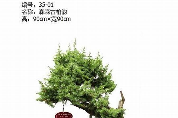 山药加糖煮水喝有什么效果求大神帮助