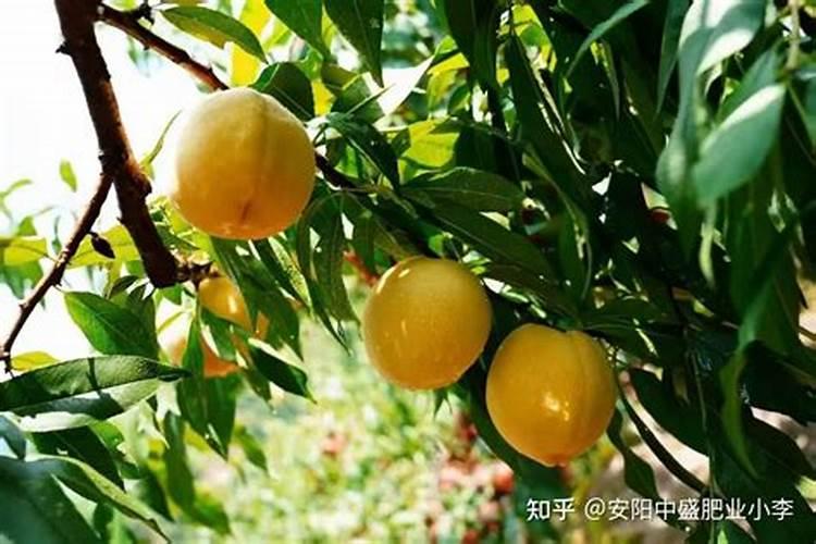 新鲜淮山药可以煮糖水吗