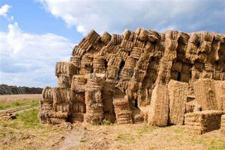 鱼蛋白和什么复妃灌根好