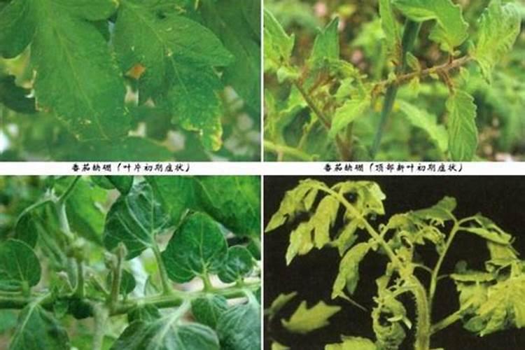 番茄容易出现的生理性病害有哪些？