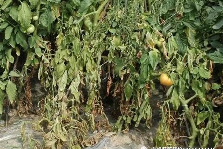 西红柿种植用什么肥料？西红柿专用叶面肥什么牌子的能提高产量？