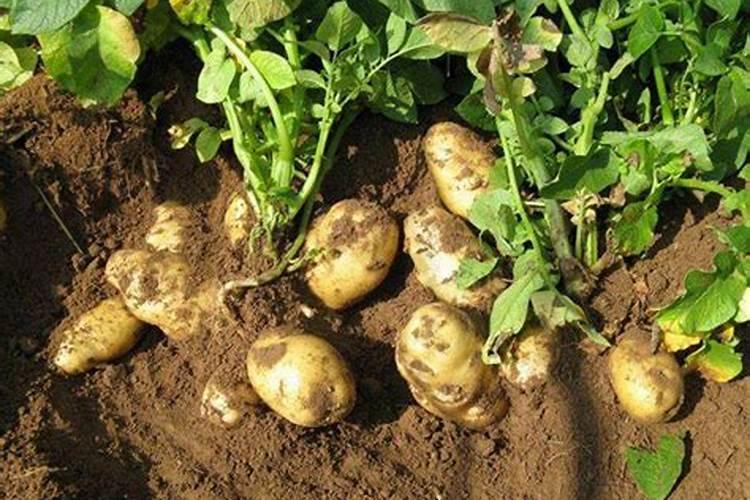 多肉施什么肥好