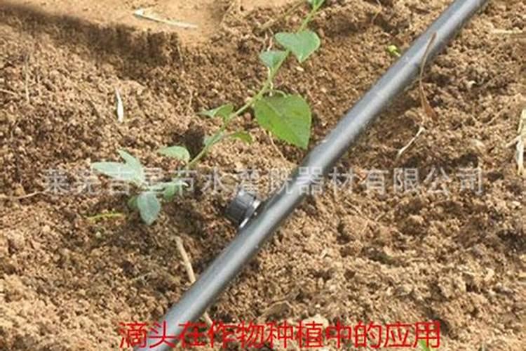 滴灌施用水溶肥时怎样才能起到最好的效果