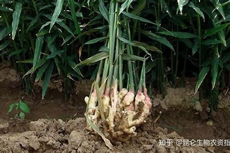 小果树一年施几次肥最好