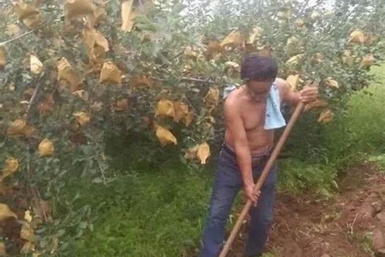 果树什么时间施肥最好