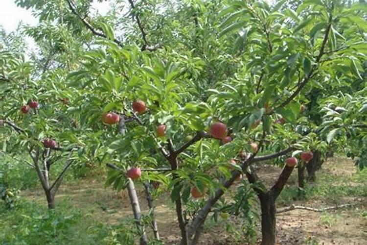 果树什么时候施肥