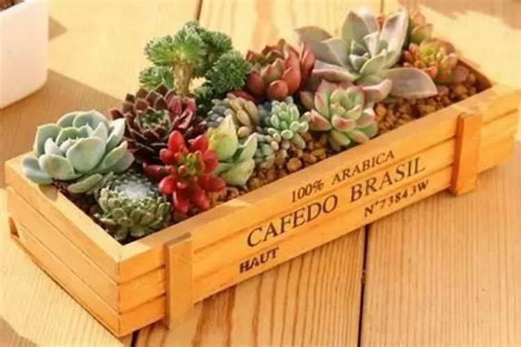 用什么给兰花施肥比较好