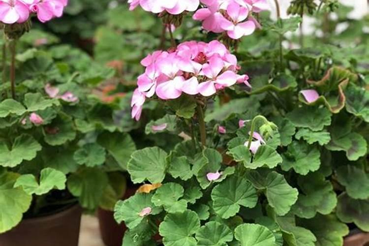 天竺葵的叶子上可以喷尿素吗？