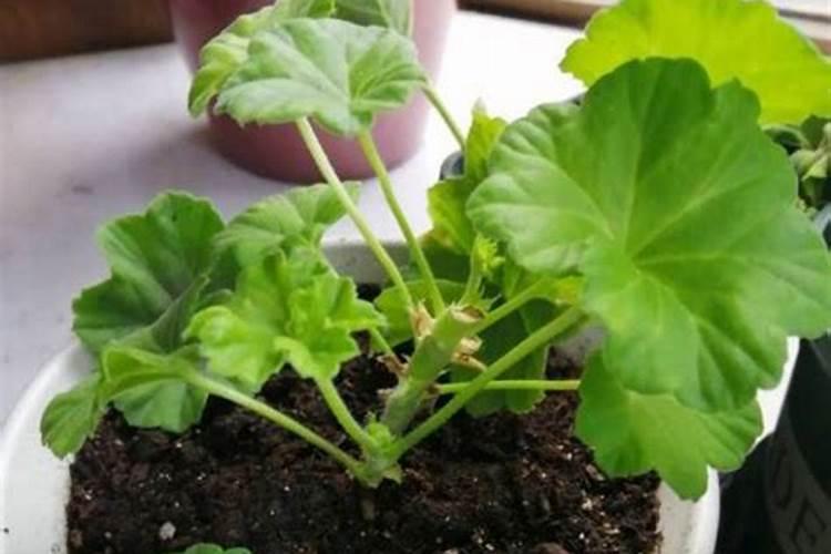 如何给天竺葵施肥