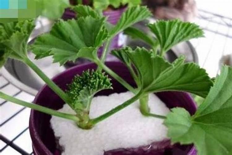 天竺葵夏天怎么养护,夏季养殖方法