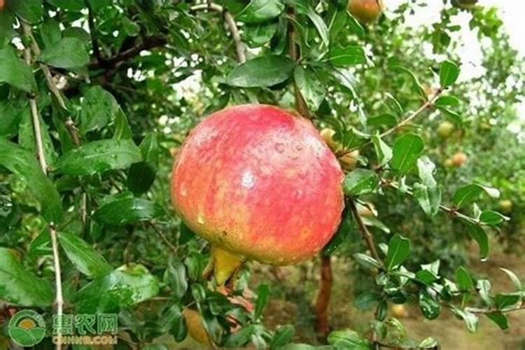 硅肥的施用跟普通肥料有不同吗？