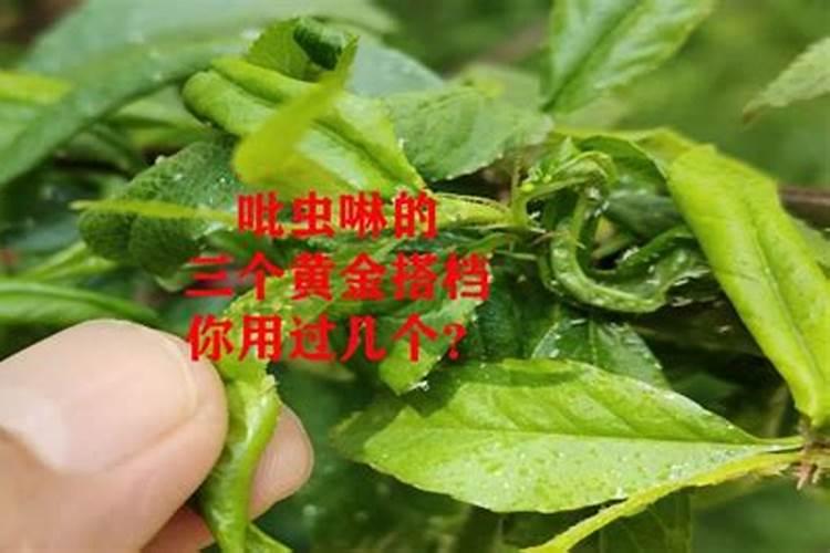 玉米金大棒叶面肥多少钱一瓶