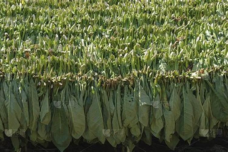 硫酸钾与普通复合肥的区别是什么？