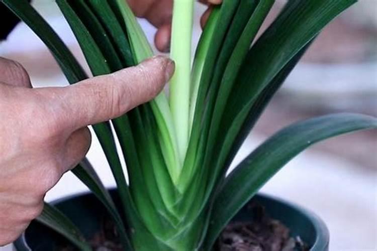 君子兰缺了氮,磷,钾等元素,需要怎么拯救