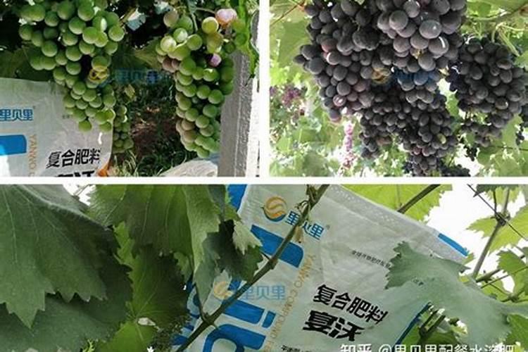 玉米三叶期冻死怎么办？